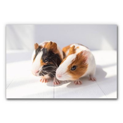 Akustikbild Nagerliebe zeigt zwei Meerschweinchen auf hellen Untergrund.