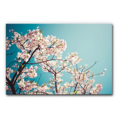 Akustikbild Kirschblüte im Frühling