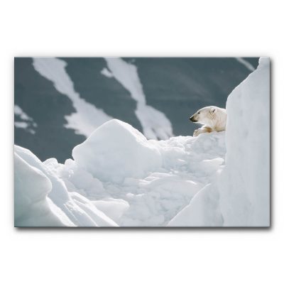 schallschutz-buero-akustik-hall-verringern-akustikbilder-schallabsorber-wand-motive-natur-arktis-eis-winter-schnee-eisbaer-3