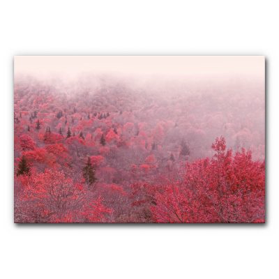 Design Akustikbild Herbstfarben mit nebligem Herbstwald, roten und roséfarbenen Bäumen in sanften Abstufungen, schallminderndes Wandbild für ästhetische Raumakustik