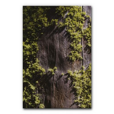 Schallabsorberbild Moos und Holz Motivdruck