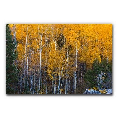 schallschutzbild-akustikbild-wandabsorber-wandbild-motiv-natur-wald-baeume-landschaft-herbst-gold-gelb-birke-die-goldene-zeit-2