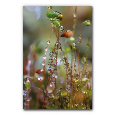 schallschutzelement-akustikbilder-manufaktur-wandbild-mossbild-herbstdeko-moos-morgentau-1-6