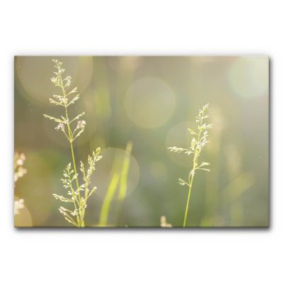 Panorama Akustikbild mit Gräsern im Sonnenlicht