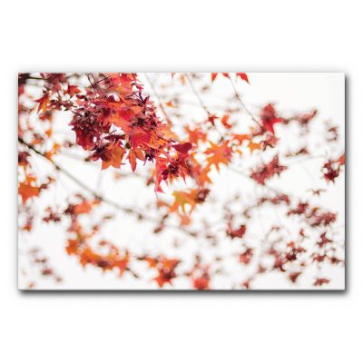 wandbild-als-schallabsorber-akustikbild-schallschutz-buero-wohnraum-hifi-red-leaves-on-white-3