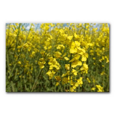 wandgestaltung-bilder-natur-schallminderung-akustikbilder-raps-1-3