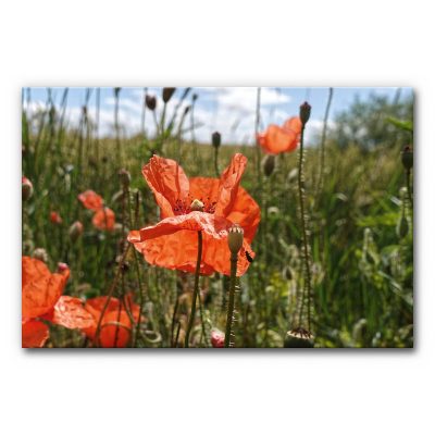 wandgestaltung-wandbild-bilderrahmen-holz-aluminium-leinwand-akustikbild-blumen-mohnbluete-3