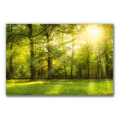 xxl-schallschutz-grossformat-akustikbild-panorama-wald-4-2