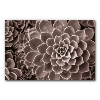 Akustikbild Agave III - eine Nahaufnahme einer Agave in bräunlichen Look.