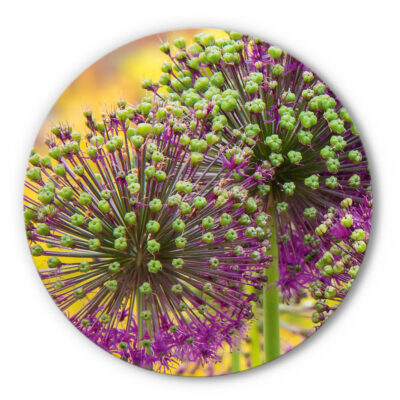 Rundes Akustikbild Allium - Rund