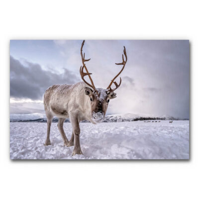 Akustikbild Rentier - Ein Foto mit einem Rentier im Vordergrund und einer Schneelandschaft im Hintergrund. Der Kopf des Rentieres ist im Mittelpunkt und schaut in die Kamera. Sein Körper ist leicht seitlich nach links gedreht.