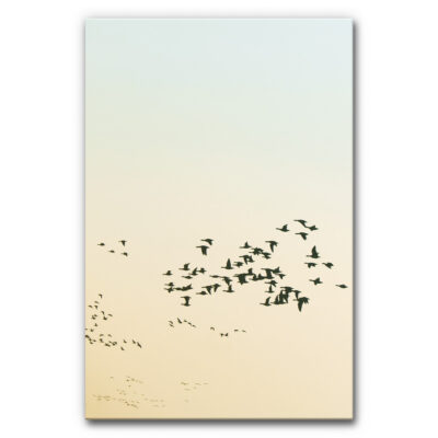 Akustikbild Vogelschwarm