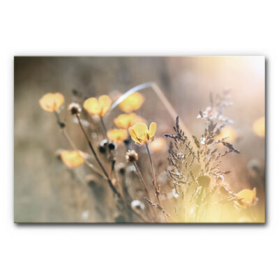 Akustikbild Wiesenblumen mit Detailaufnahme einer Sommerwiese, gelbe Blüten und Gräser scharf dargestellt, weicher unscharfer Hintergrund, natürliches Licht und ruhige Farbwirkung.