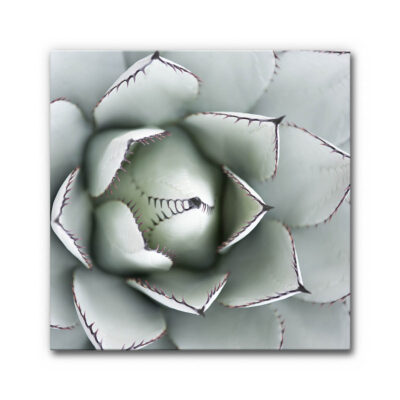 Akustikbild Agave (80x80x4 cm CanvasStyle)