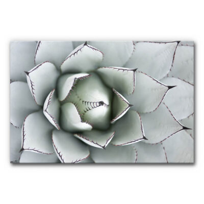 Akustikbild Agave als Closeup in silber-grauen Farben
