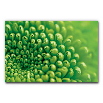 Akustikbild Chrysantheme als Closeup der inneren Blüte in sattem Grün