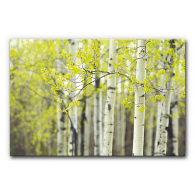 Akustikbild mit Birkenstämmen