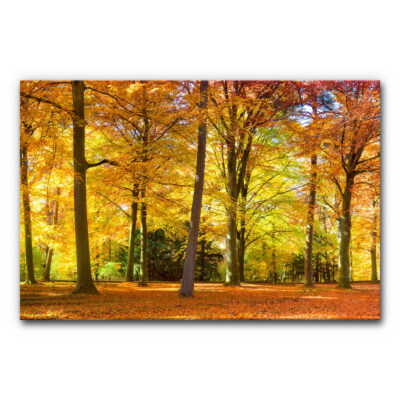 Design Akustikbild Herbstfarben mit lichten Baumstämmen und herbstlichem Laub in Gelb- und Orangetönen, sonnendurchfluteter Wald mit Laubteppich, schallminderndes Wandbild zur Raumakustik.