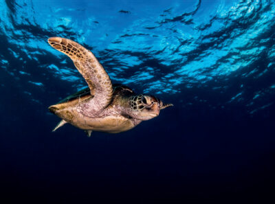 Textil Schildkröte, 80x60 cm, SensationSeide